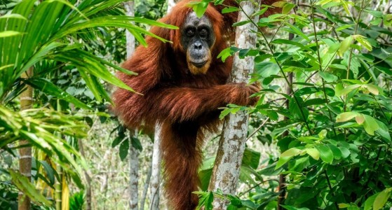 Bukit Lawang