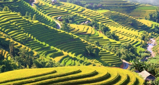 Hoang Su Phi
