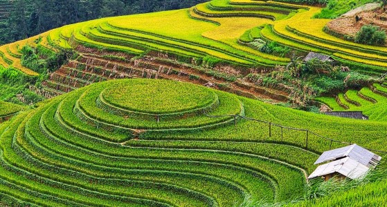 Mu Cang Chai
