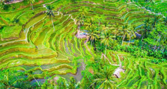 Ubud