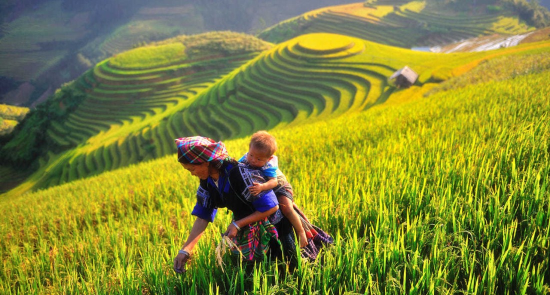 The Terraced Field Trails in Northwest Vietnam