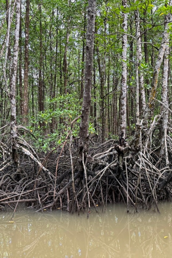 A description of my image.