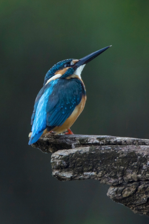 A description of my image.