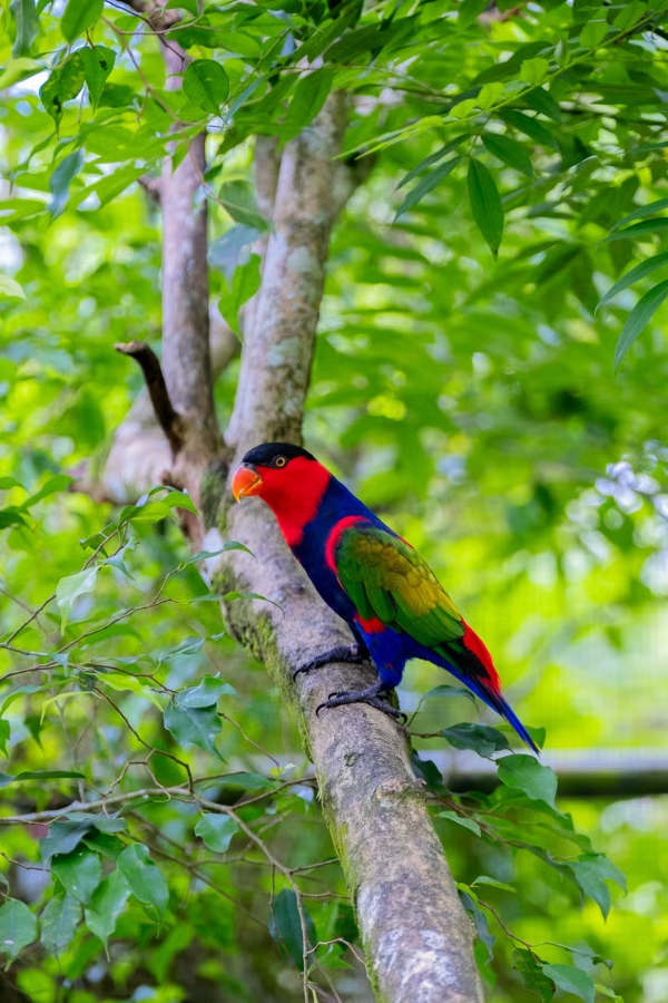 A description of my image.